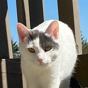 Meet your Posher, Kameela